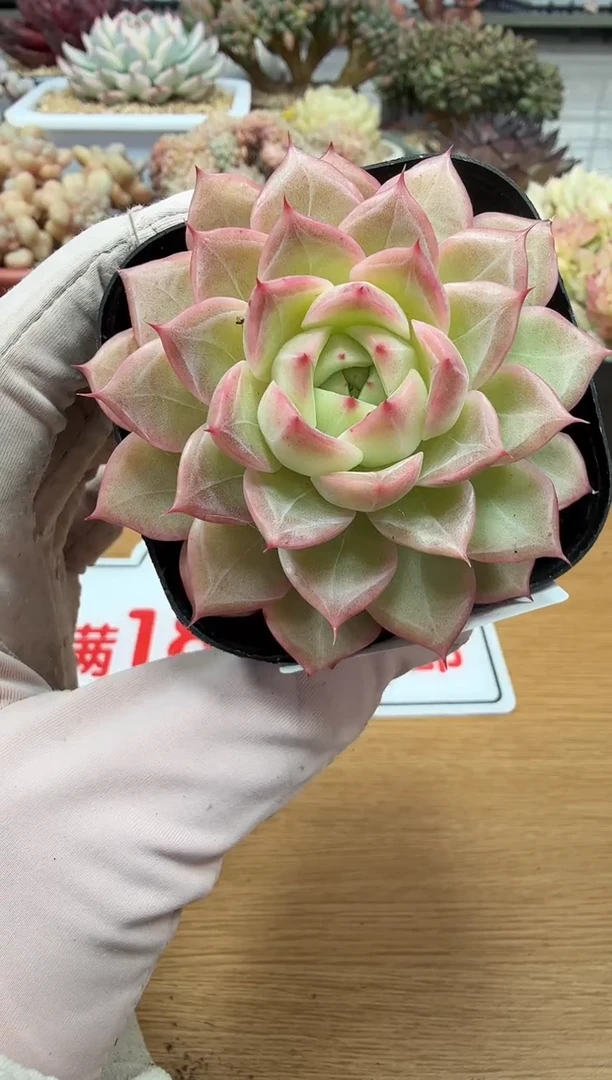 东云多肉园二店-147