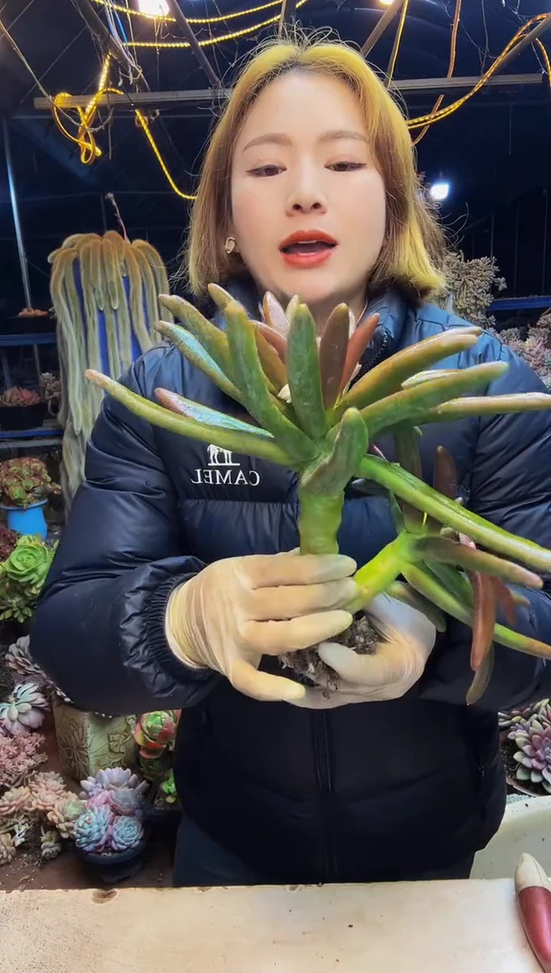 39号一物一拍脱土包邮