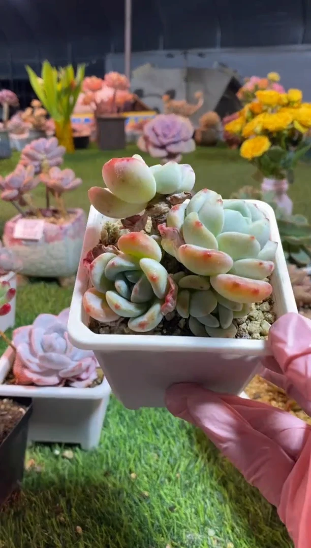 【闪购商品】0249a