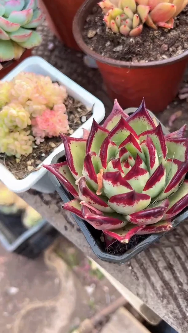 ?***✨多肉植物一物一拍16276