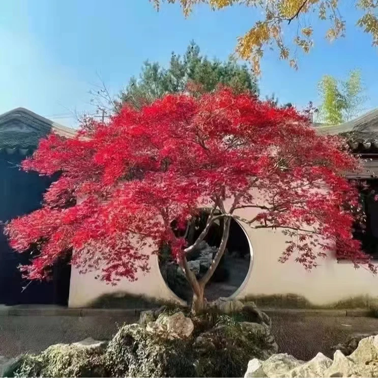 红枫羽毛枫枫树景观盆景地景