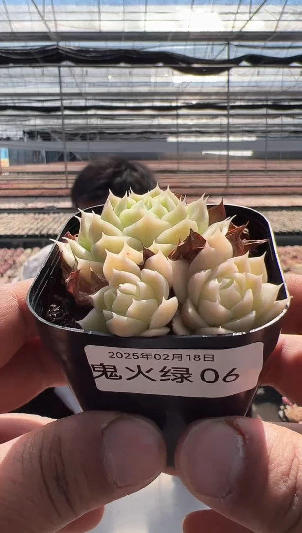 【闪购商品】鬼火绿-6