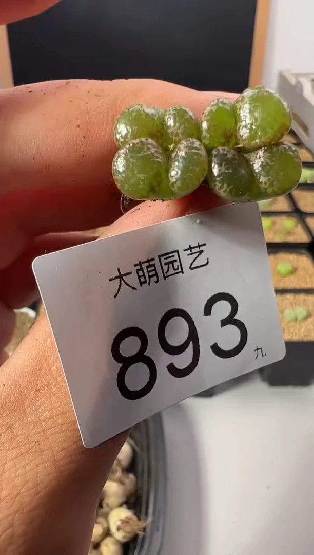 一物一拍         893
