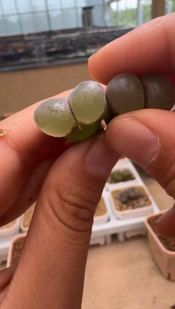 修*43美丽的多肉植物b23两颗