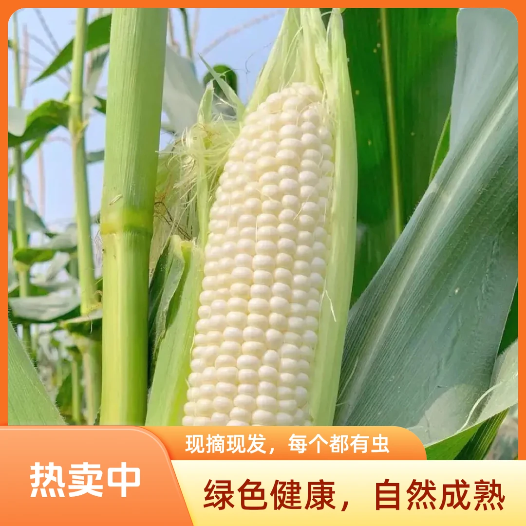 【农小匠】白糯玉米软糯现摘现发新鲜甜糯带叶鲜玉米(每个都有虫）