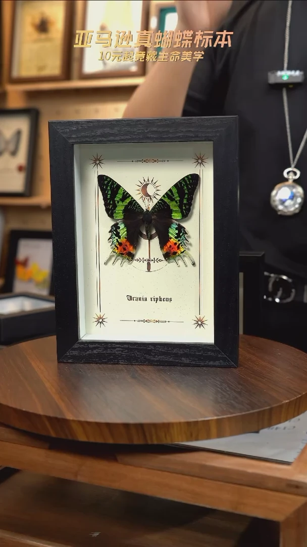 太阳蛾图腾款7寸竖框