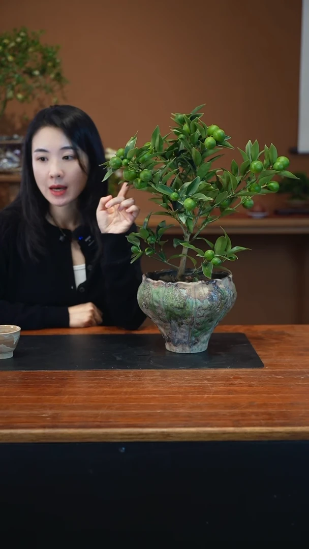 全部花朵脆皮金橘盆景盆景盆景