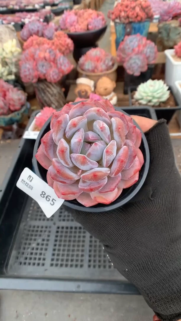 865星影一物一拍