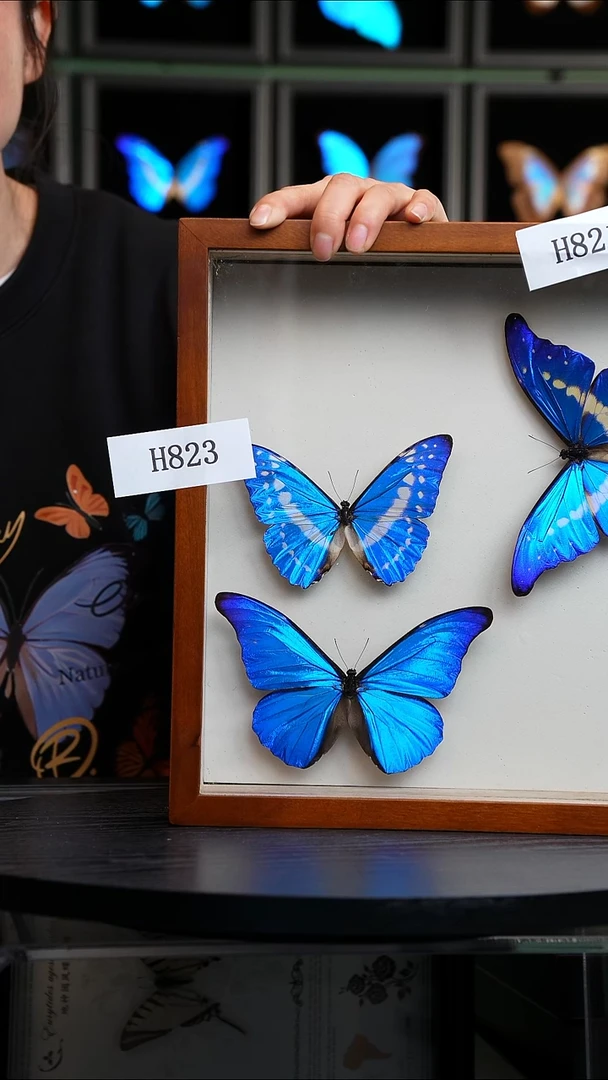 塞浦路斯闪蝶H823