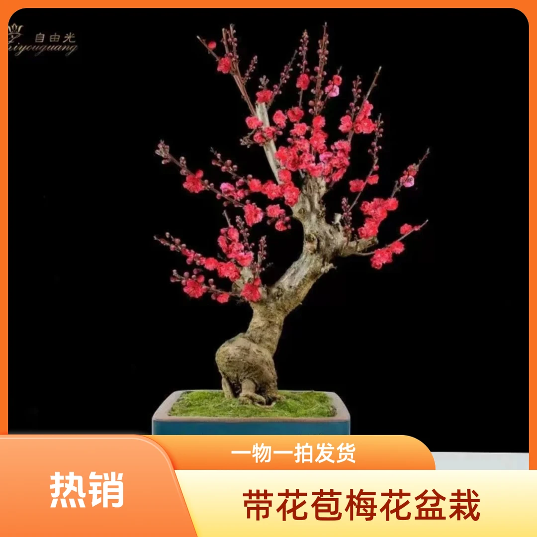 【原生曹王黄香梅花】梅花盆栽懒人植物 容易养护