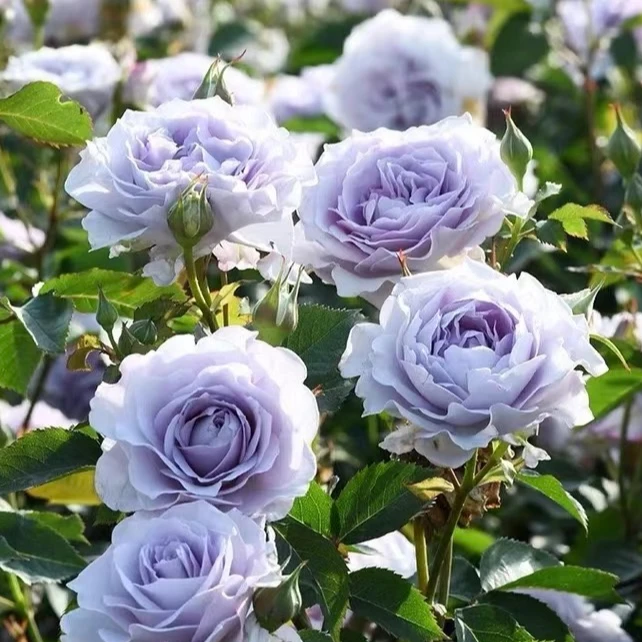 【霁色】灌木月季  紫色大花浓香四季开花阳台庭院种植