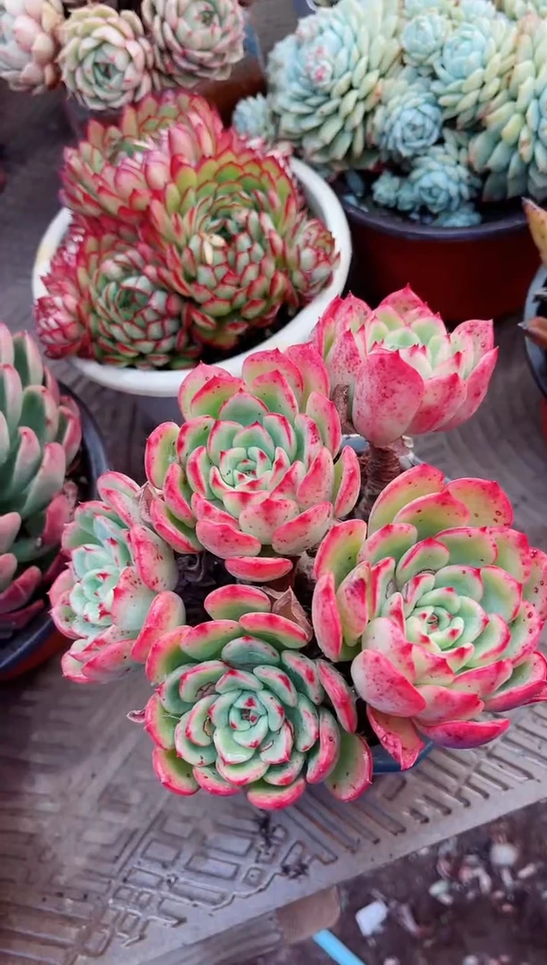 【闪购商品】13077