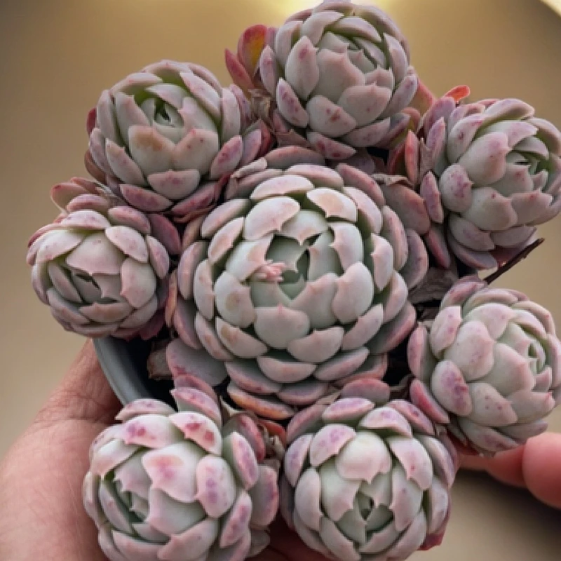 香水贝瑞群多肉2棵包邮