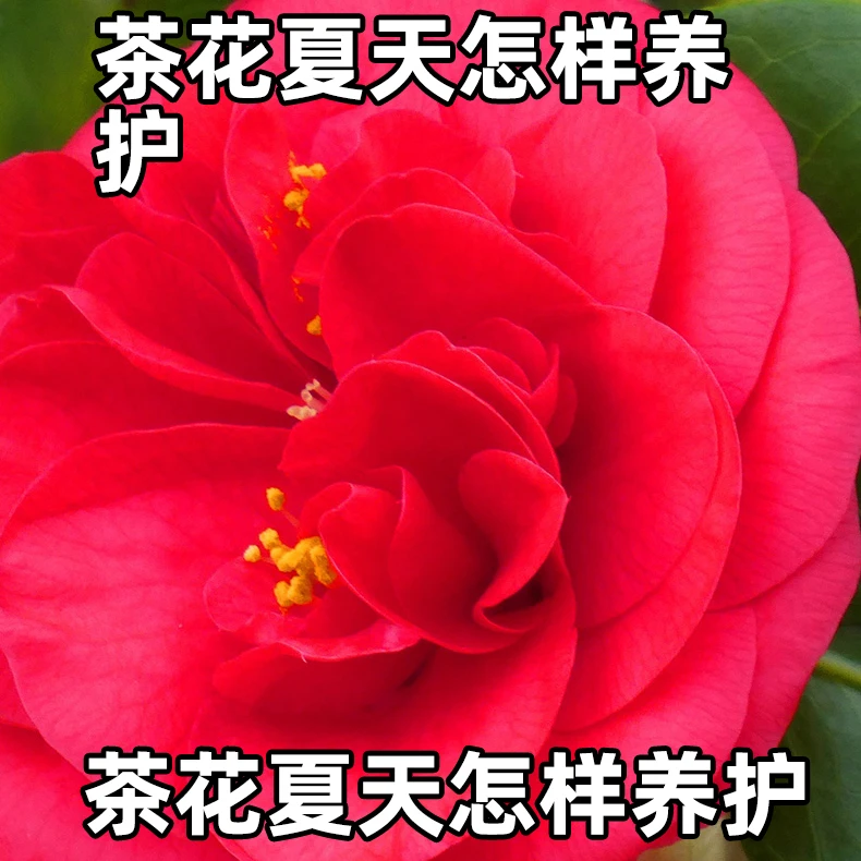 茶花夏天怎样养护茶花夏天怎样养护您知道吗茶花营养液不开花黄叶