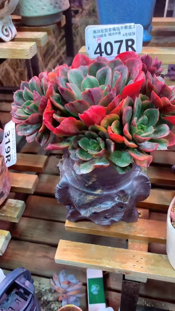 407R(一物一拍实付满28发货，默认不带盆土）