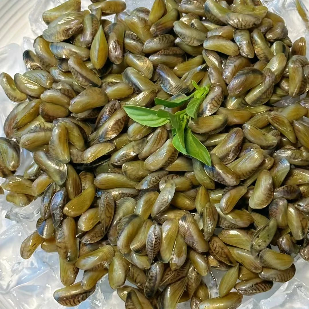 鲜活海瓜子薄壳爆炒好吃福建原产地350克/包顺丰包邮