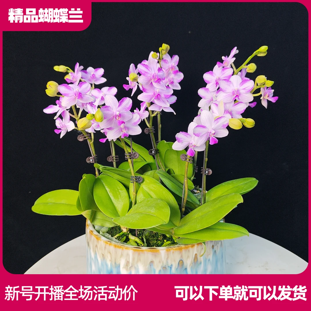 【紫水晶B01】任意两颗包邮 只拍一颗默认【发苗】