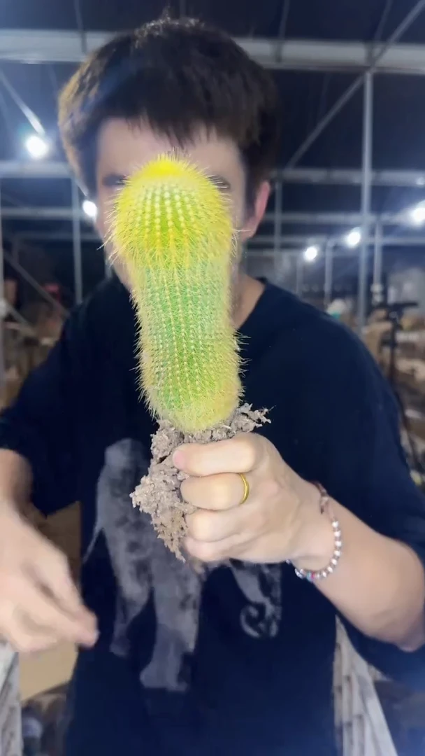 2颗 大单头 金丝猴【带根】