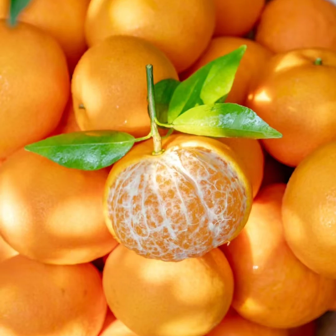 云南高原沃柑【5斤装】新鲜现采沃柑爆甜多汁果园直供高海拔沃柑