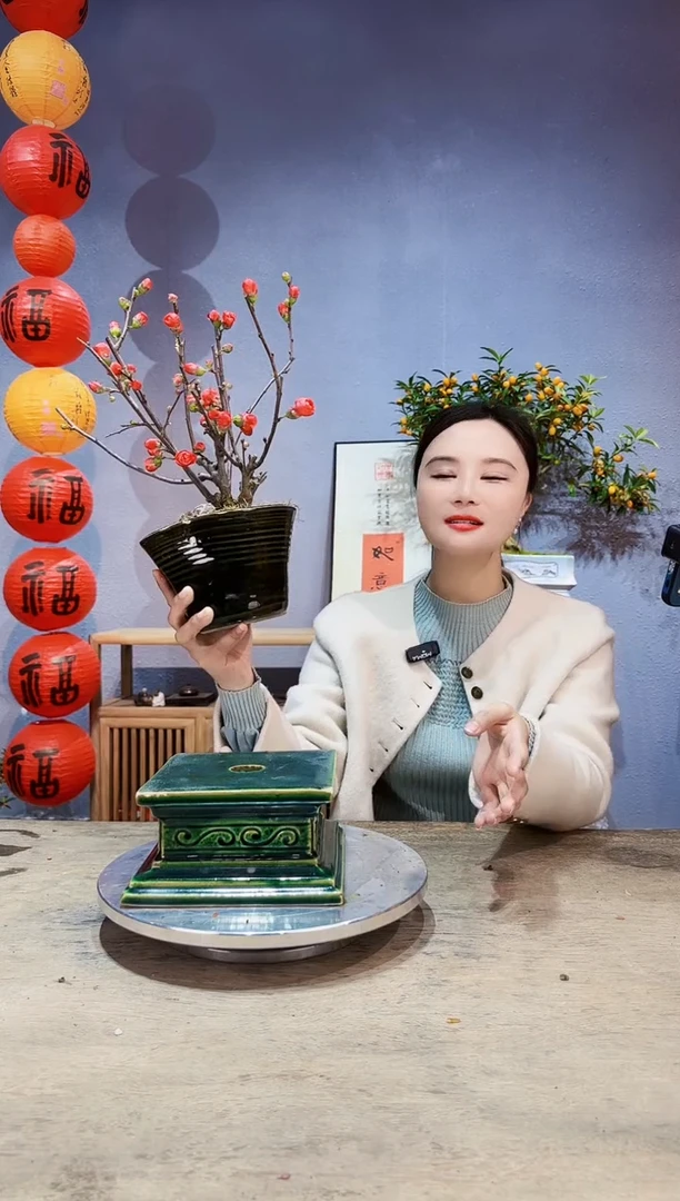 【闪购商品】盆景海棠 长寿冠