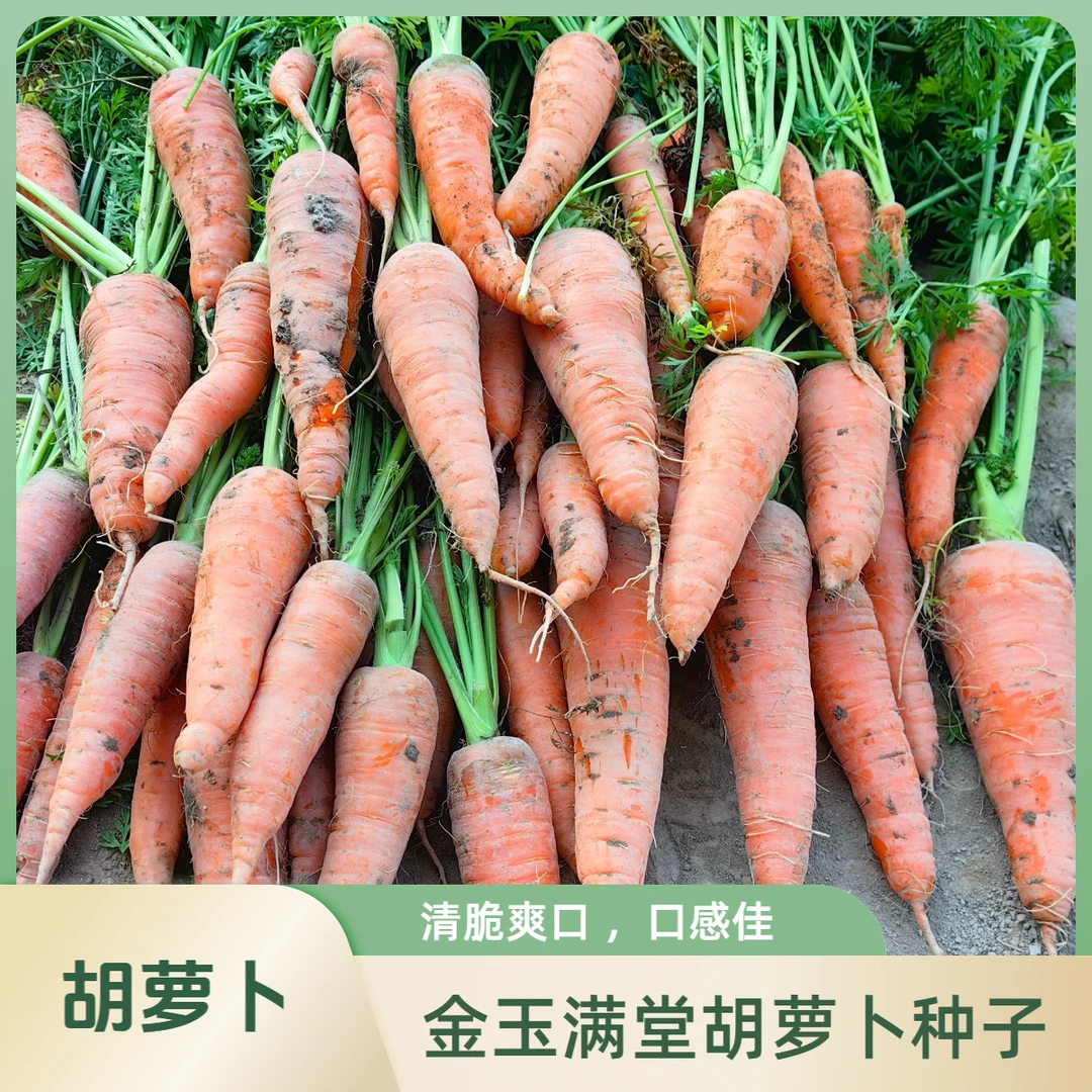 胡萝卜种子籽种水果萝卜秋季露天蔬菜农家紫色胡萝卜种籽大全
