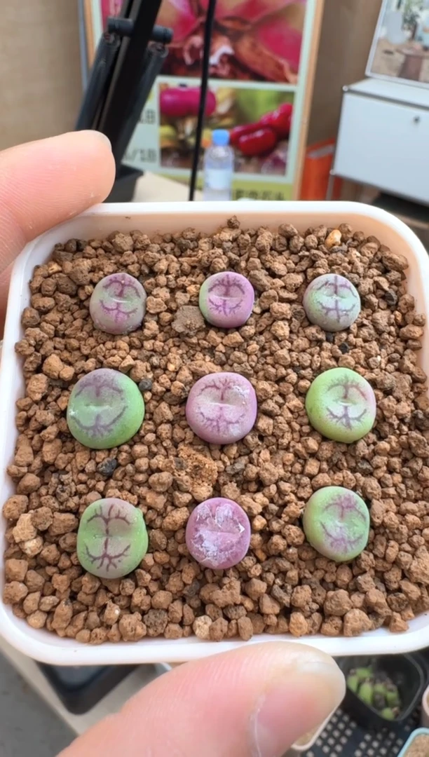 疯狂的多肉石头281鸿雁品系一颗