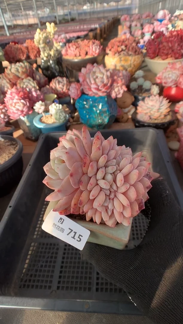 715雪天使缀多肉植物一物一拍