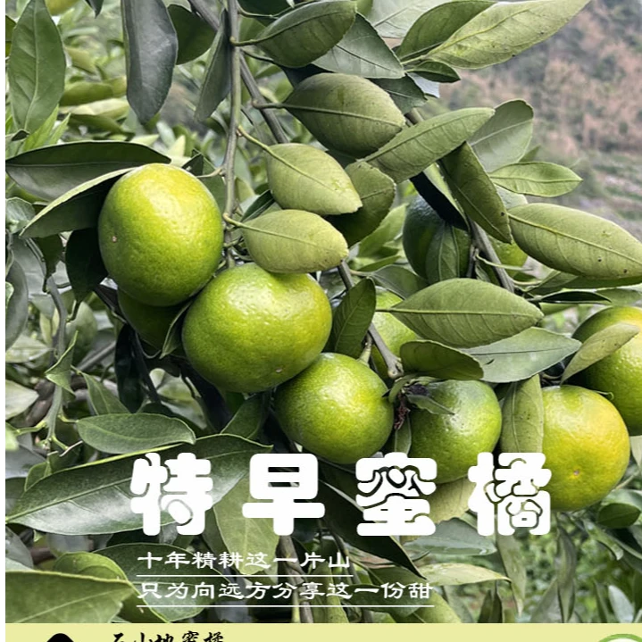 石山地青皮蜜桔大分四号皮薄多汁酸甜可口新鲜应季水果