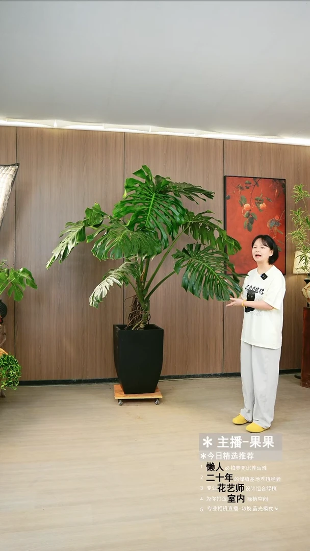 无花朵大叶龟背竹落地款栽好带盆