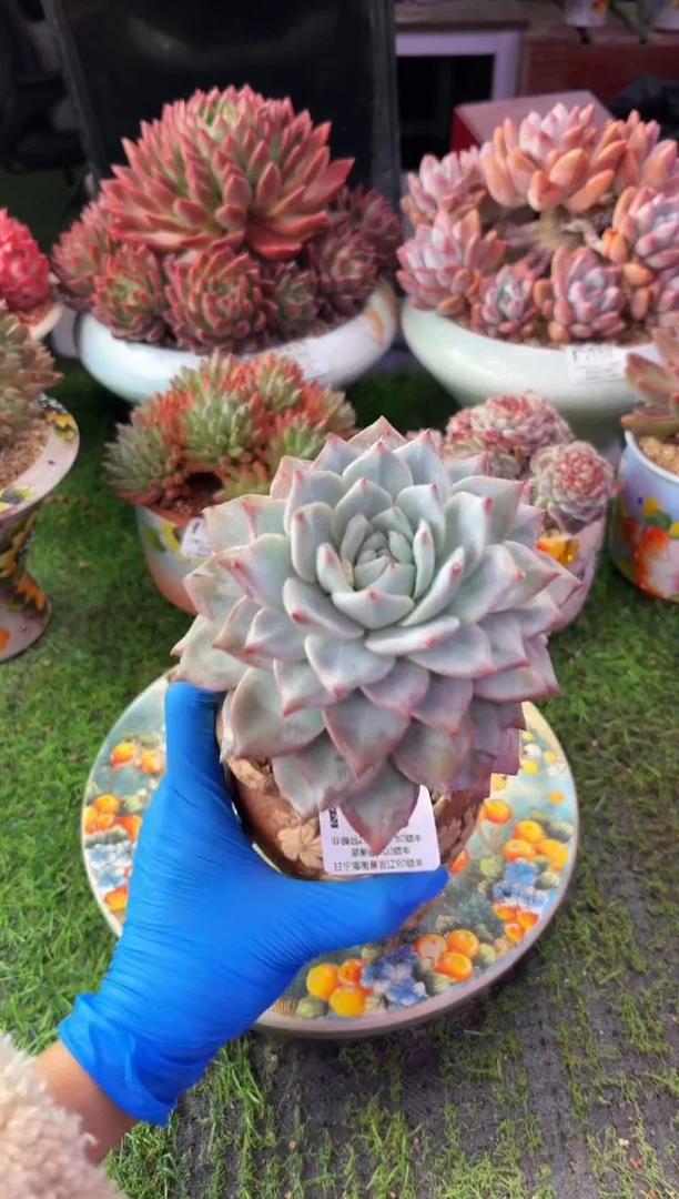 昆明印象多肉3238