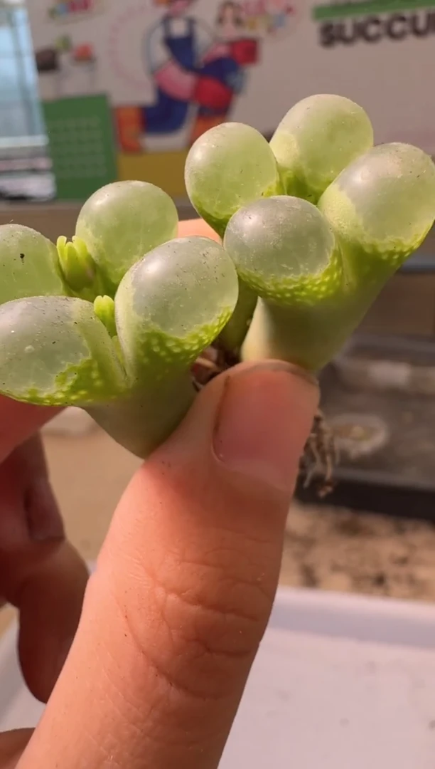 多肉植物肉锥4-289