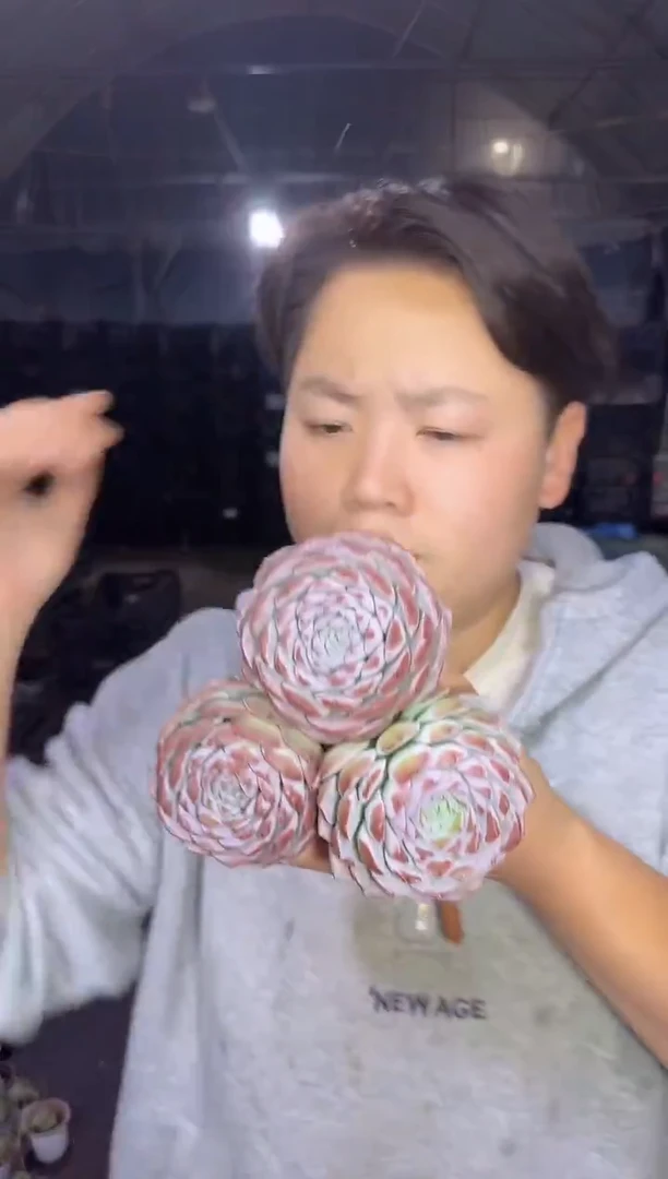 恩宠3颗   5