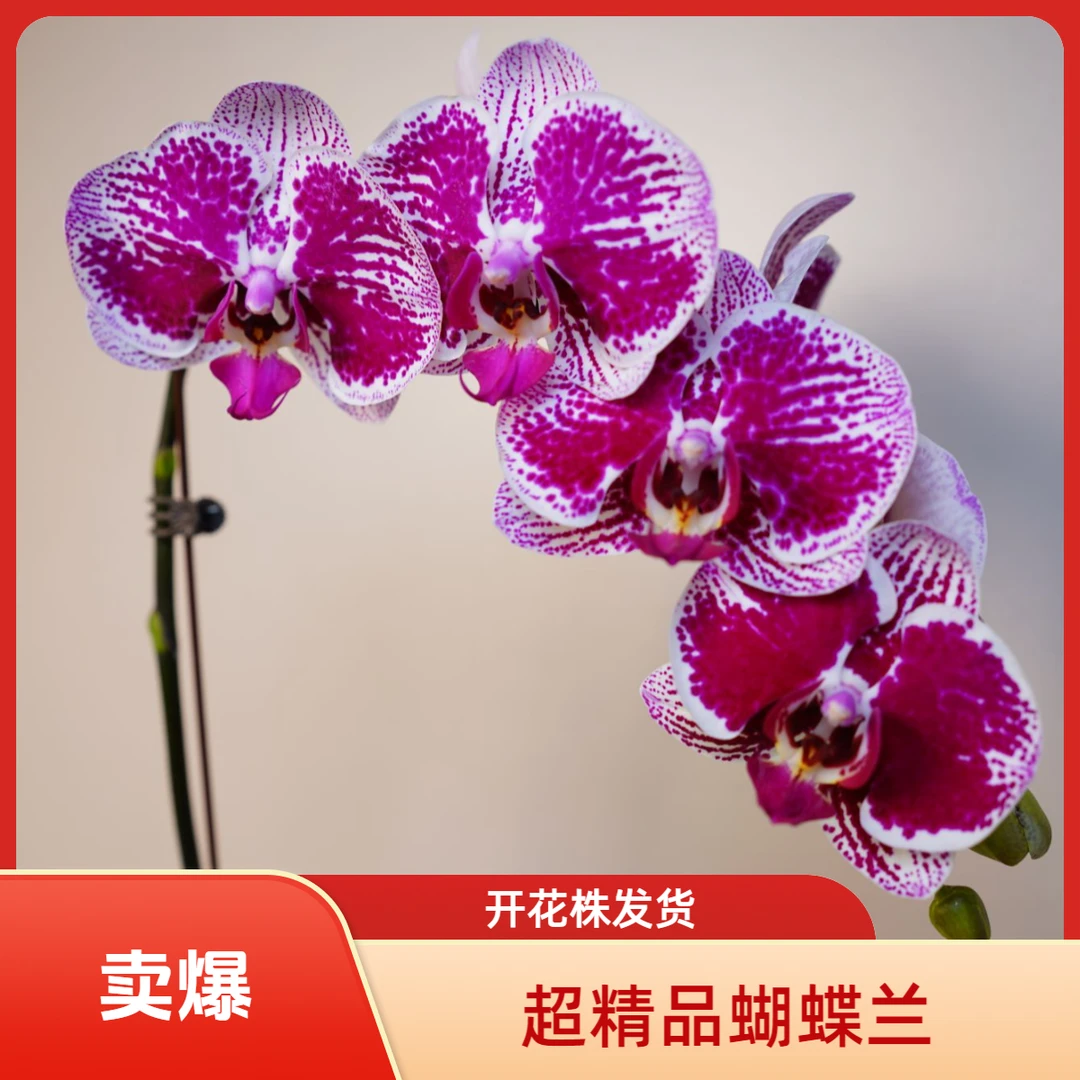 悠花里蝴蝶兰【一帘幽梦】3.0寸全花开花株发货