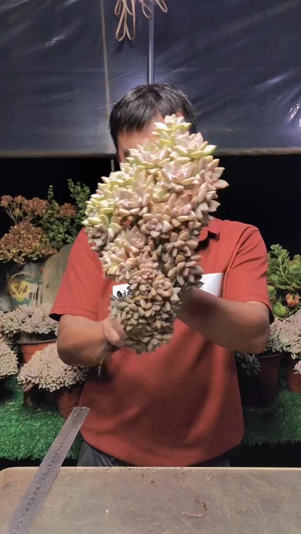 253淡雪缀化一物一拍