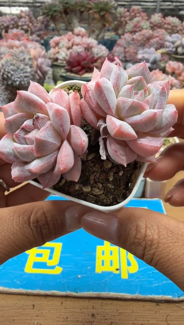 东云多肉园二店-118