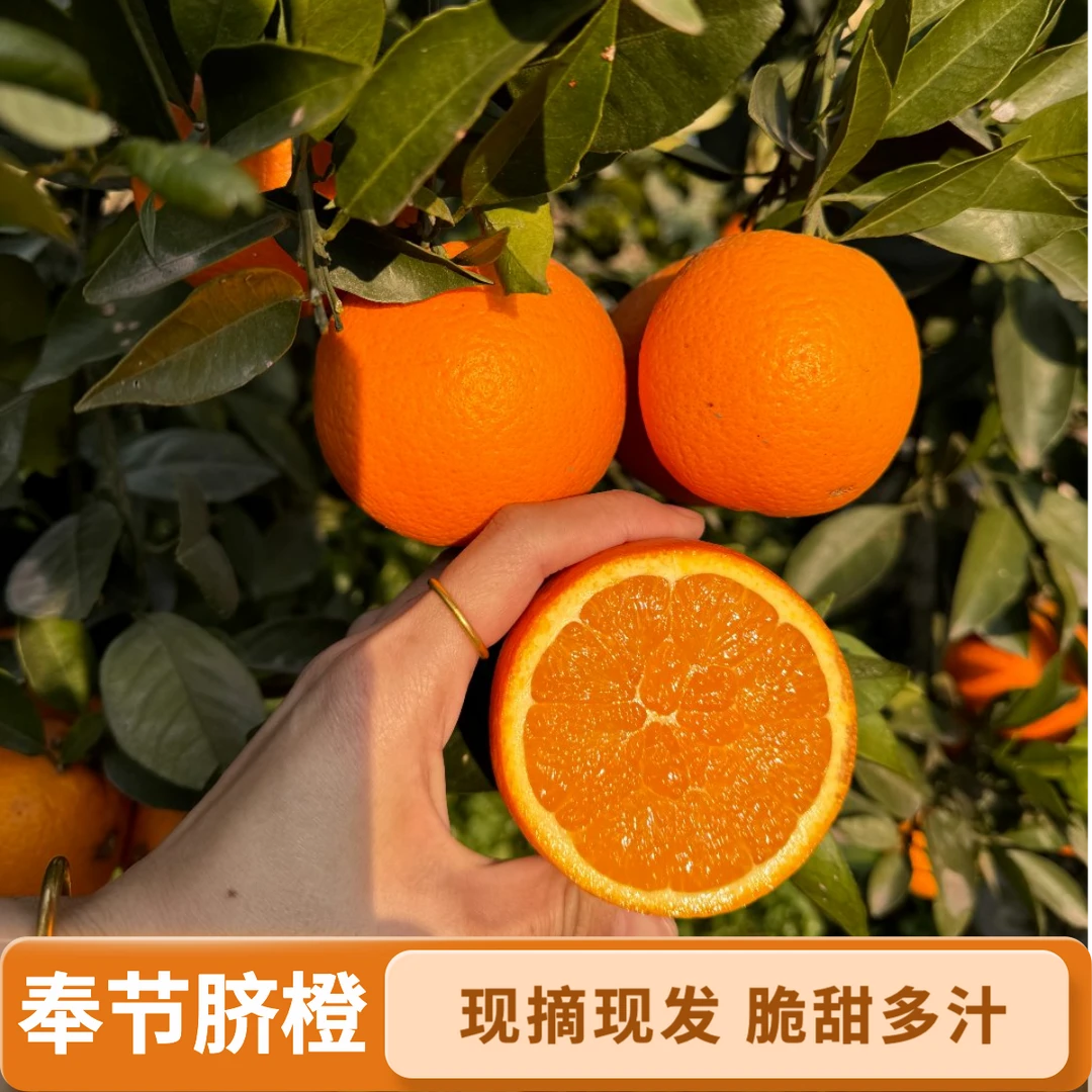 正宗奉节脐橙新鲜现摘现发脆甜多汁橙子孕妇应季水果重庆市