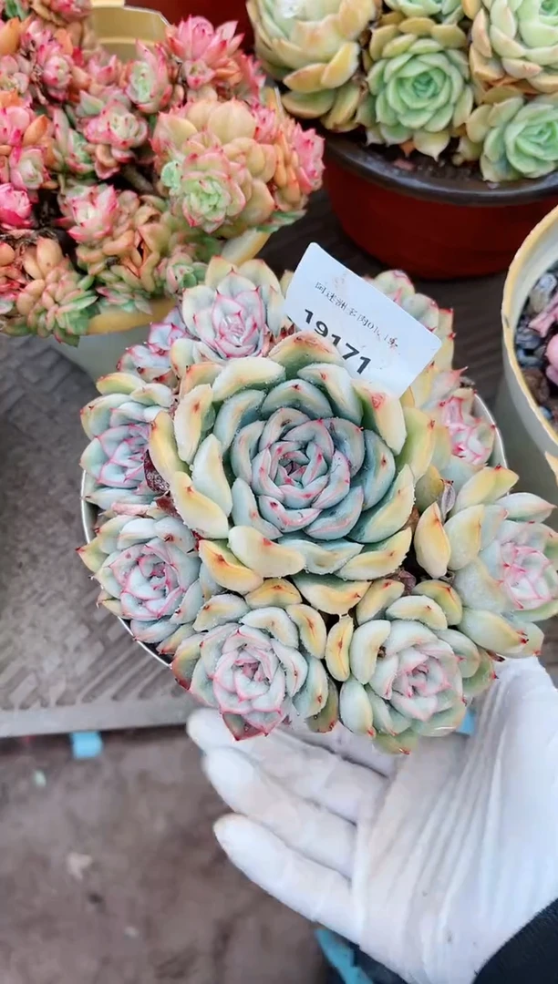 【闪购商品】19171多肉