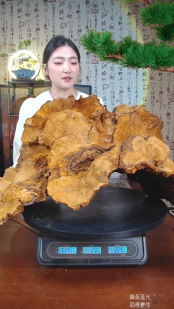 【顶品】松针层孔菌中国大陆【藏区野生】松树桑黄22.95斤220-230年份