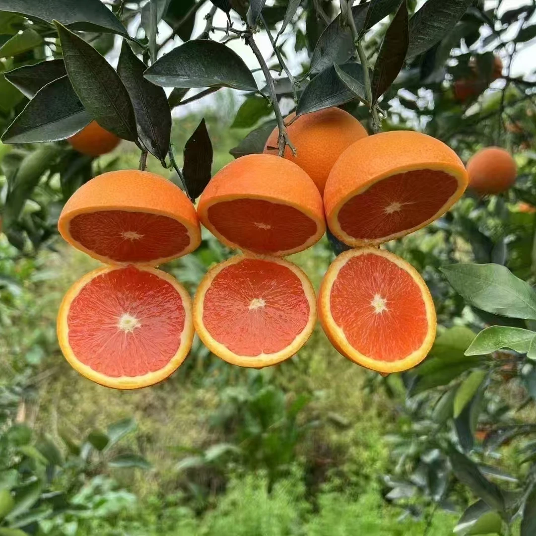 正宗中华红血橙当季整箱3/5/9斤新鲜脐橙现摘正宗湖北秭归脐橙