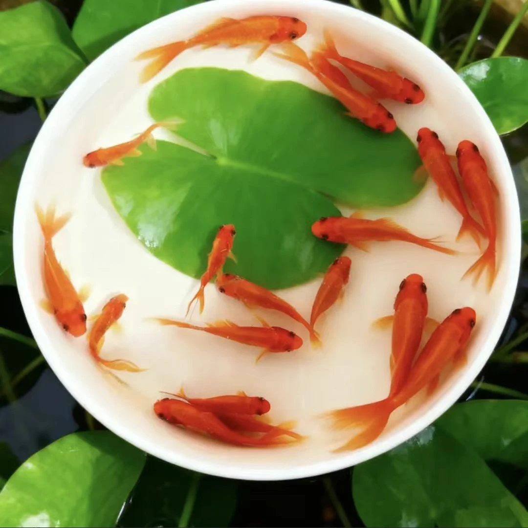 深水淡水冷水红鹦鹉血鹦鹉红金鱼水族造景