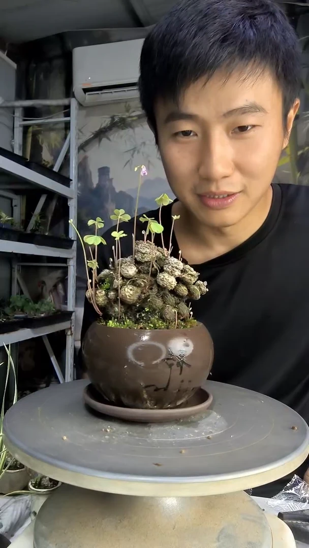 拥****蛋中青园艺一物一拍99