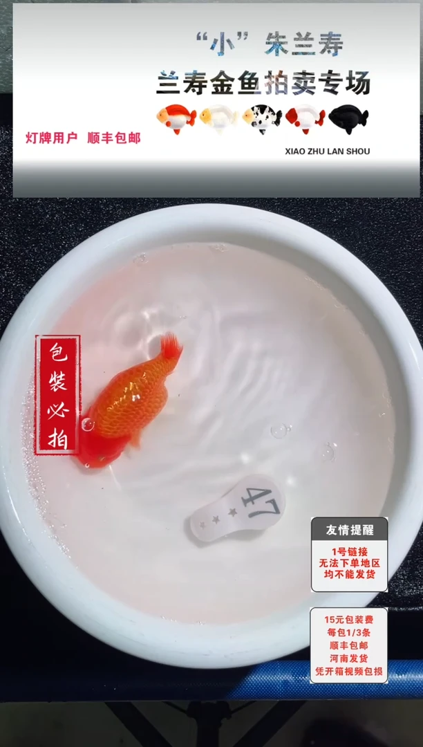 金鱼金鱼金鱼没拍包装顺丰到付1~3条每包47号