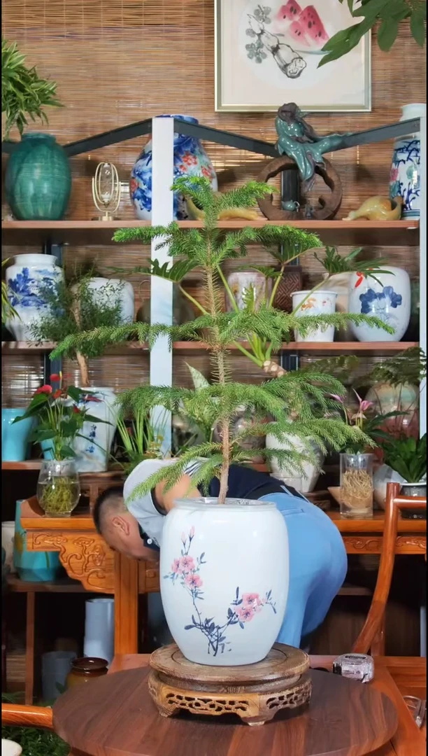无花朵天*水之韵水培南洋杉