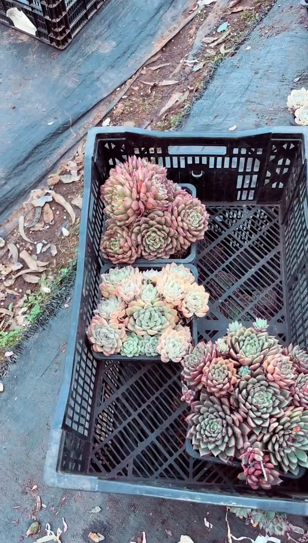 阿*?阿喜一物一拍