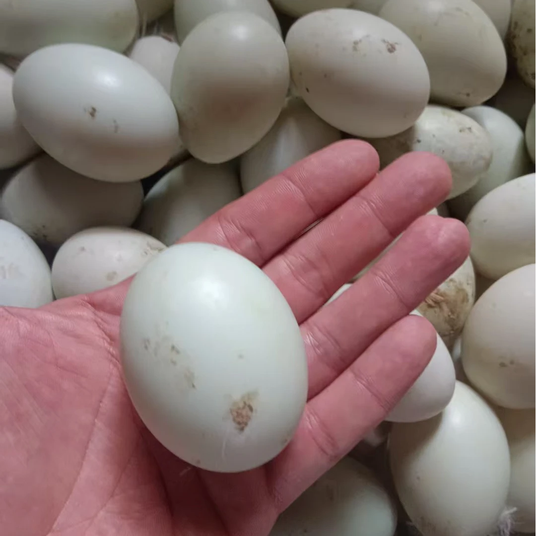 白洋淀农家散养新鲜鸭蛋 土鸭蛋 批发农家湖养放养鸭蛋原生态