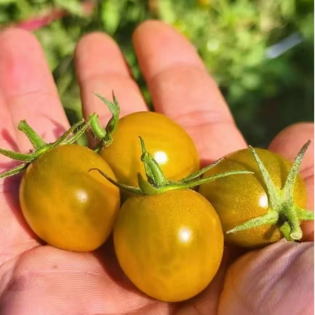 山东糖珀琥小番茄2一4斤新鲜番茄同城送山东省