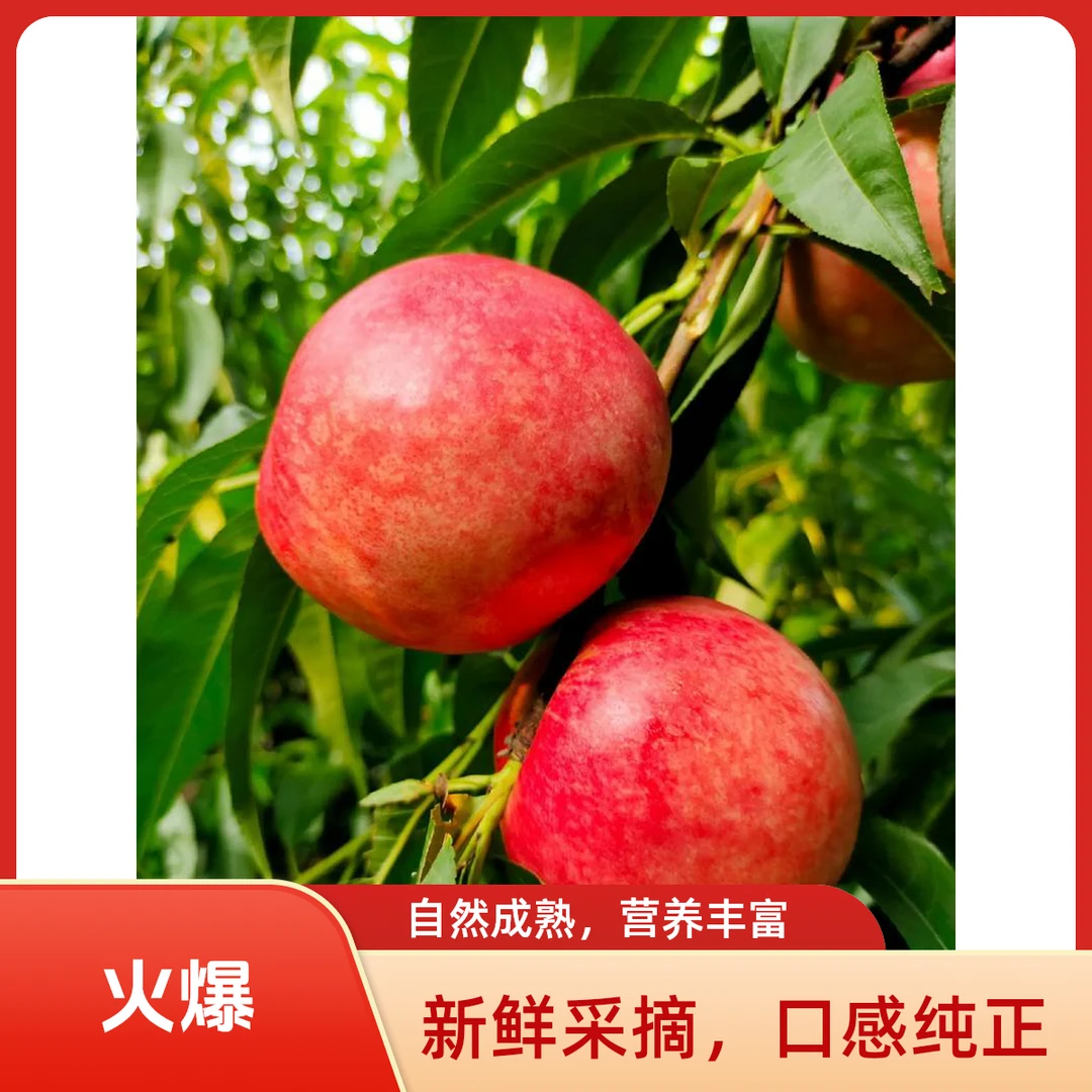 农家油桃当季新鲜大果