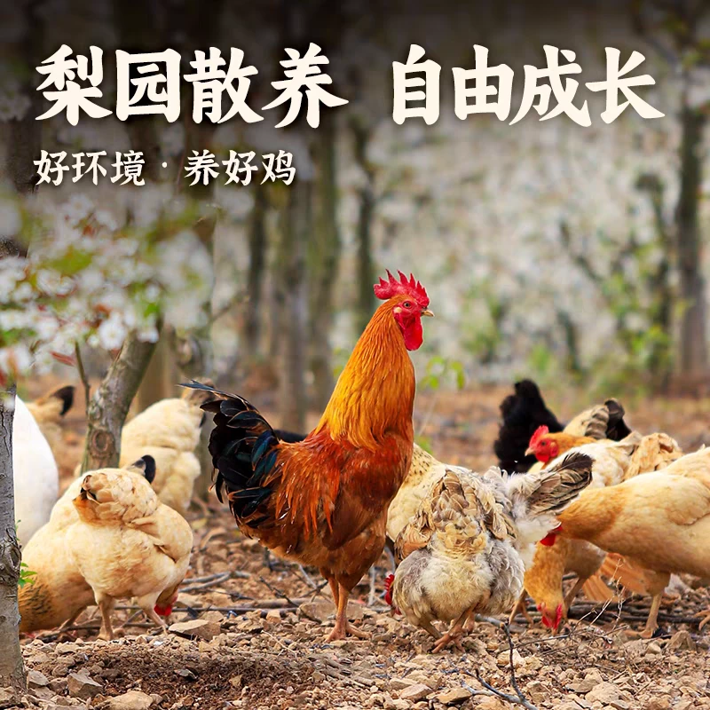 220天阉鸡散养跑地鸡阉鸡白切鸡脆皮鸡活鸡现杀现发大公鸡