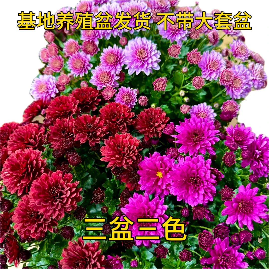 到手三盆【球菊带花苞发货】盆栽花室内阳台地栽四季开花超长花期