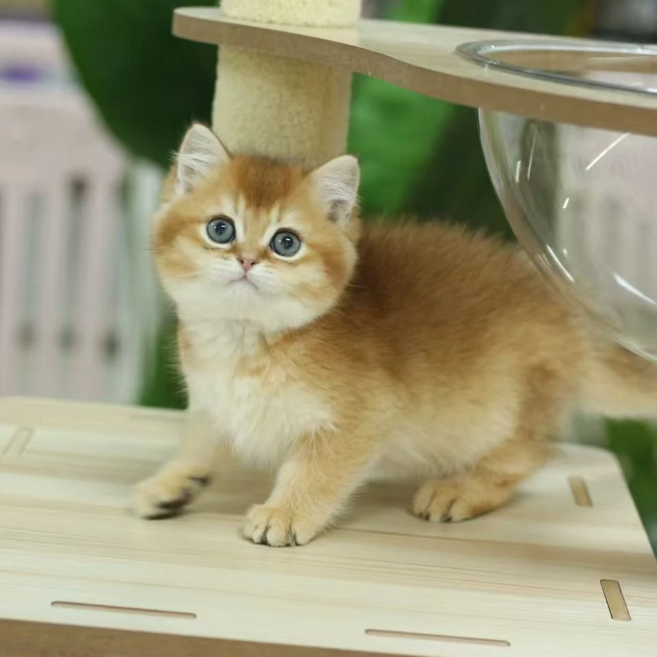 胖脸喵萌宠 英国短毛猫 金渐层 纯种 健康猫咪 可爱粘人 性格好